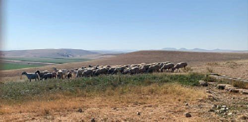 Dron Destekli Çalışma İle Bulunan Küçükbaş Hayvanlar Sahibine Teslim Edildi