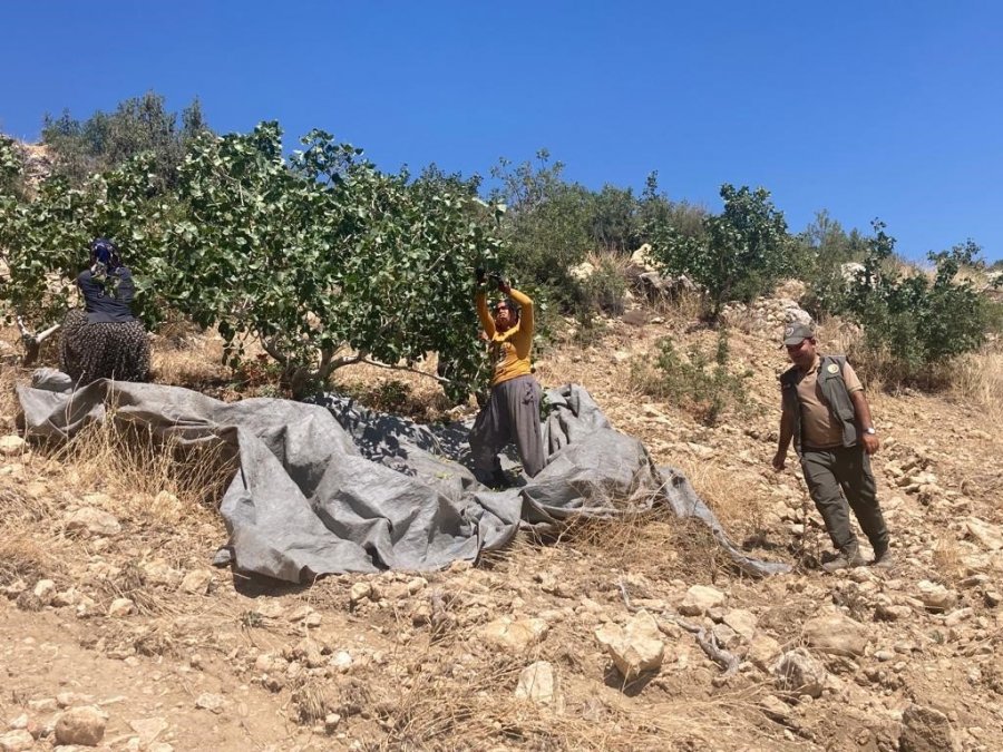 Mut’ta Antep Fıstığı Hasadı Başladı