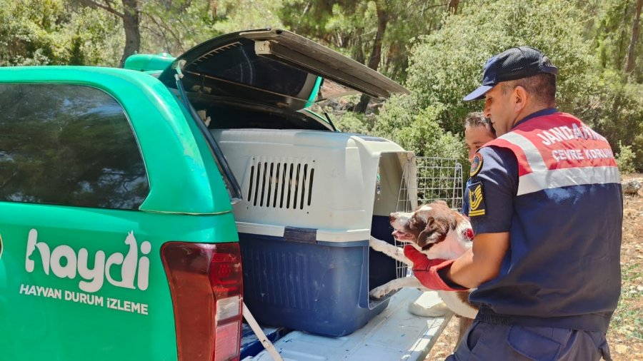 Yaralı Köpeğe Jandarmadan Yardım Eli