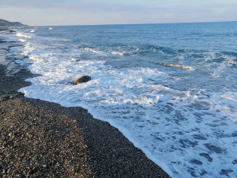 Caretta Caretta Yuvasının Koruma Kafesini Kaldırıp Üzerinde Mangal Yaptılar