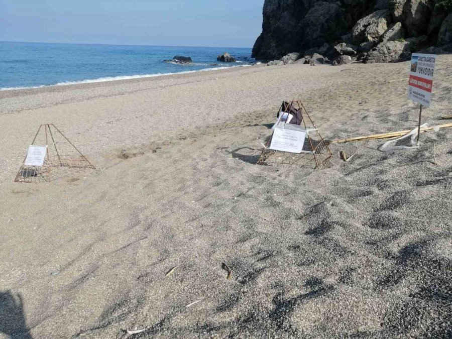 Caretta Caretta Yuvasının Koruma Kafesini Kaldırıp Üzerinde Mangal Yaptılar