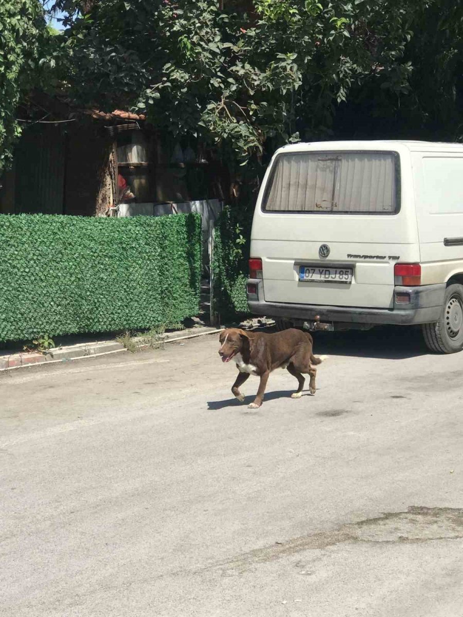 Pazar Alanındaki Başıboş Köpek 11 Yaşındaki Hasan’a Dehşeti Yaşattı