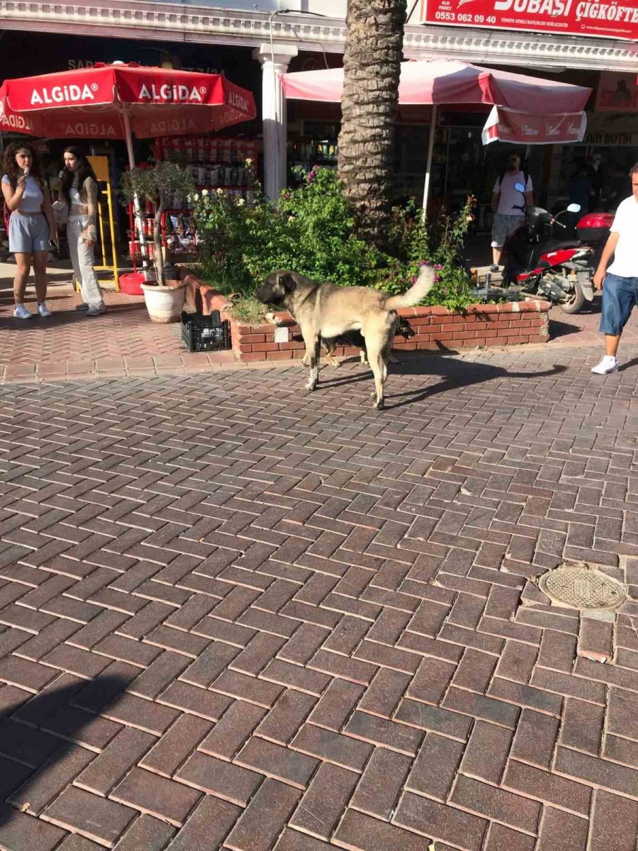 Pazar Alanındaki Başıboş Köpek 11 Yaşındaki Hasan’a Dehşeti Yaşattı