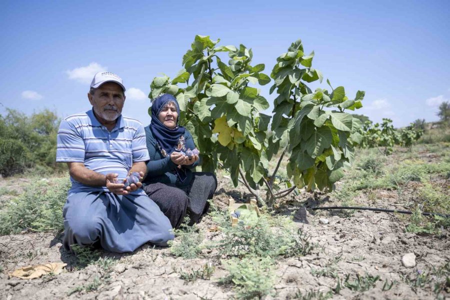 Fidan Desteğinden Yararlandı, İlk Hasadını Gerçekleştirdi