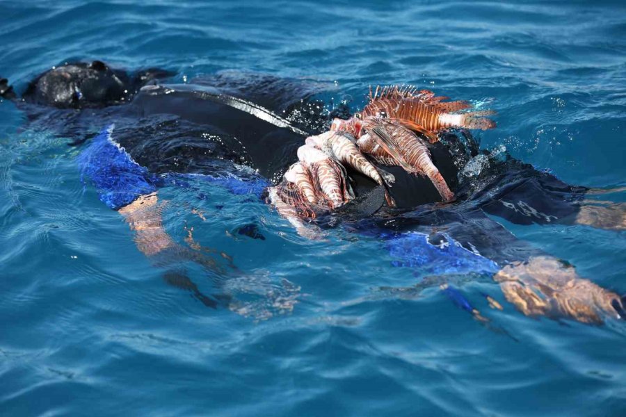 Antalya’da Aslan Balığı Avlama Yarışması Düzenlendi