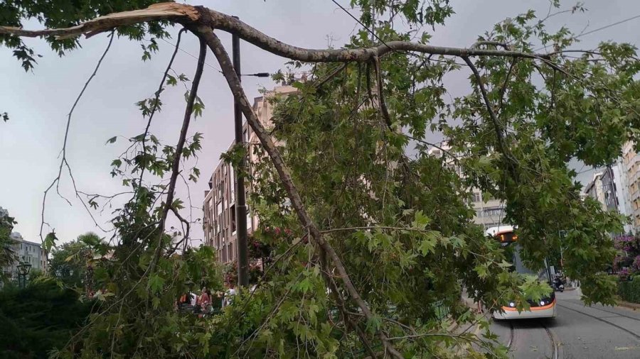 Eskişehir’de Rüzgarda Kırılan Dal Tramvay Seferlerini Aksattı