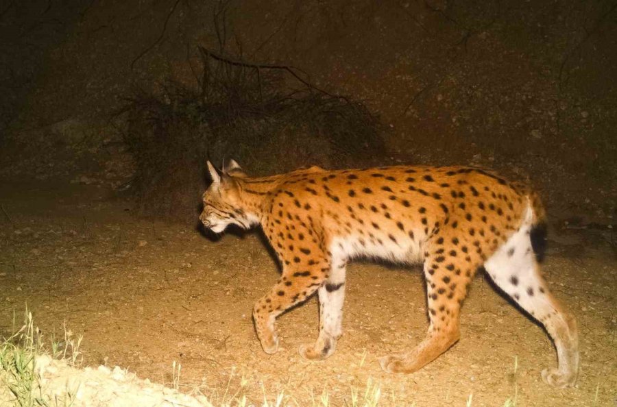 Eskişehir’in Gizemli Vaşağı Böyle Görüntülendi