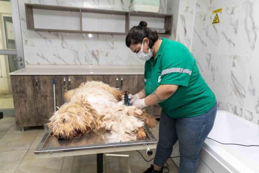 Patili Dostların Sağlığı Ve Konforu İçin Özel Hizmet: Pet Kuaför