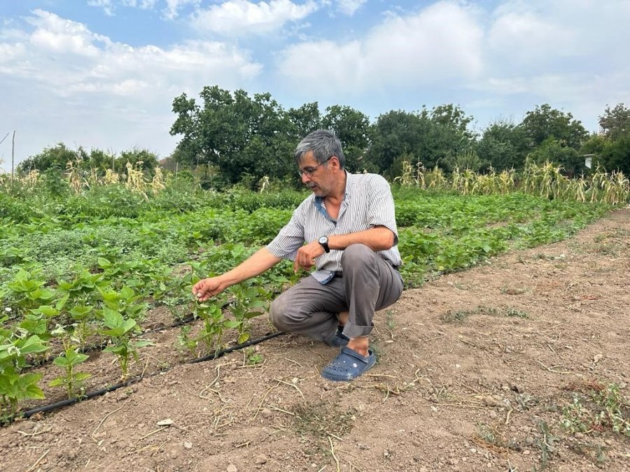 Yüksek Sıcaklık Sebebiyle Üzümler Yanınca Verim Düştü