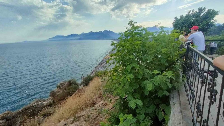 Dünyaca Ünlü Sahili Görüntülemek İsteyenlere Bitki Engeli