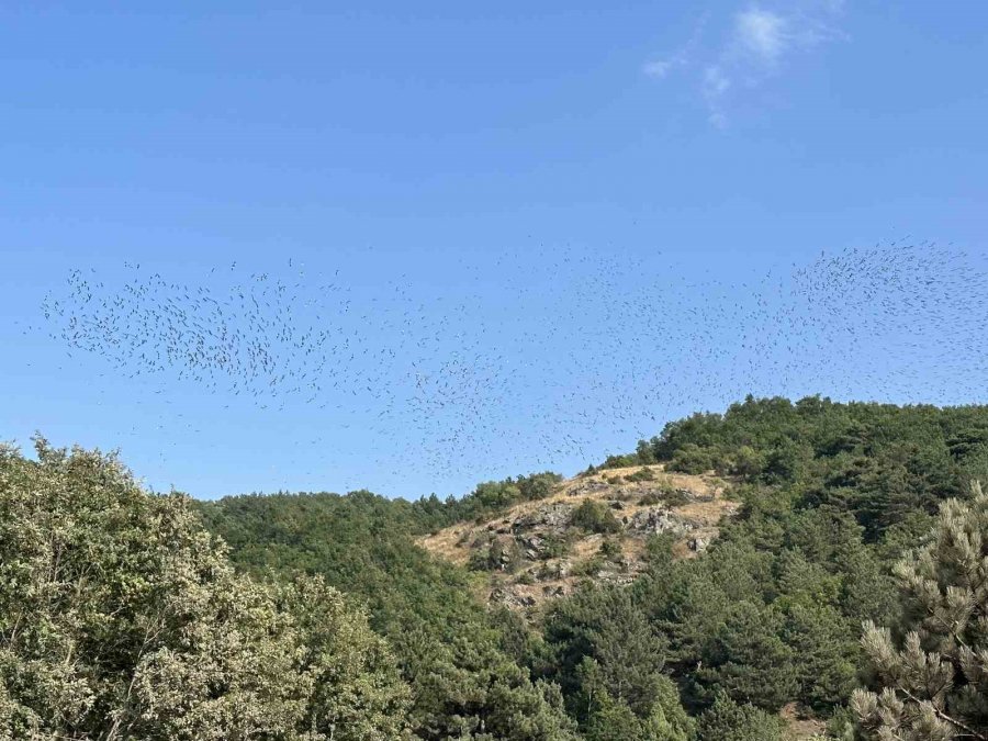 Göç Eden Leyleklerin Eşsiz Dansı Görenleri Heyecanlandırdı