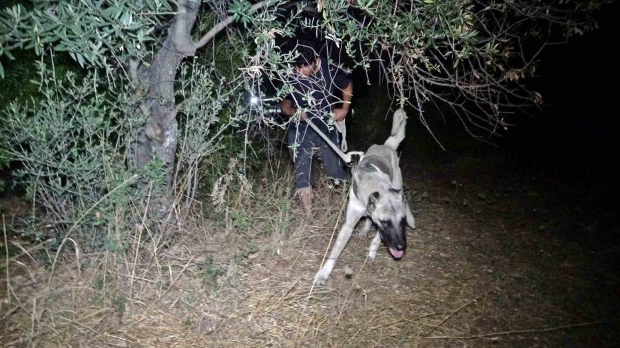 Antalya’da Tarlada Milyonluk Halı Nöbeti: Güneş Batınca Başlayıp, Doğunca Bitiriyorlar