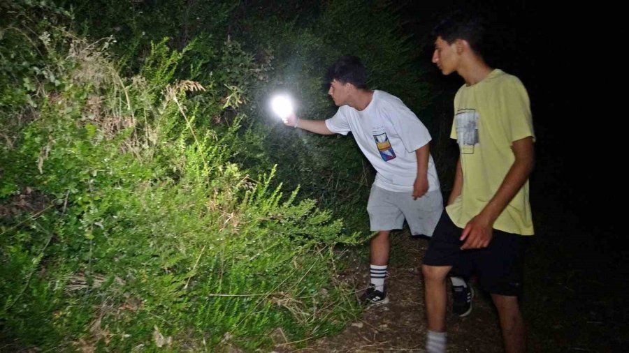 Antalya’da Tarlada Milyonluk Halı Nöbeti: Güneş Batınca Başlayıp, Doğunca Bitiriyorlar