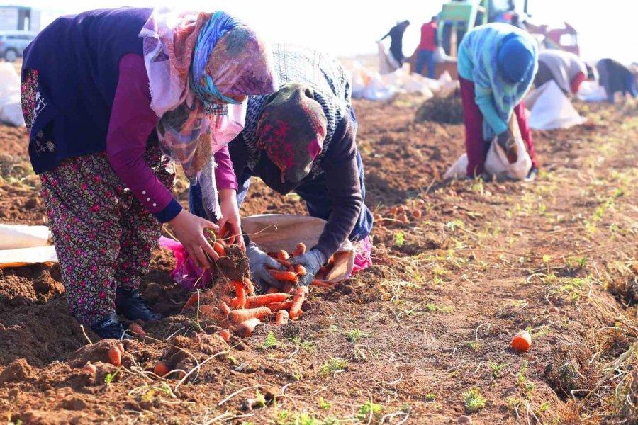 Aromasını Konya Ovasından Alan Havucun Hasadı Başladı