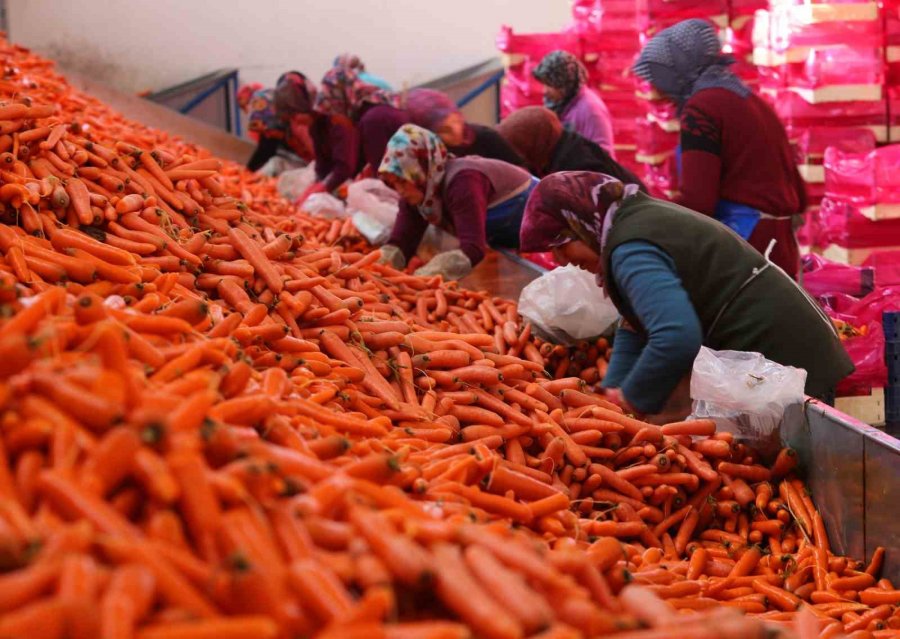 Aromasını Konya Ovasından Alan Havucun Hasadı Başladı