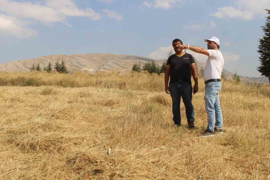 Antalya Büyükşehir Belediyesi Kendi Arazisinde Buğday Yetiştirdi