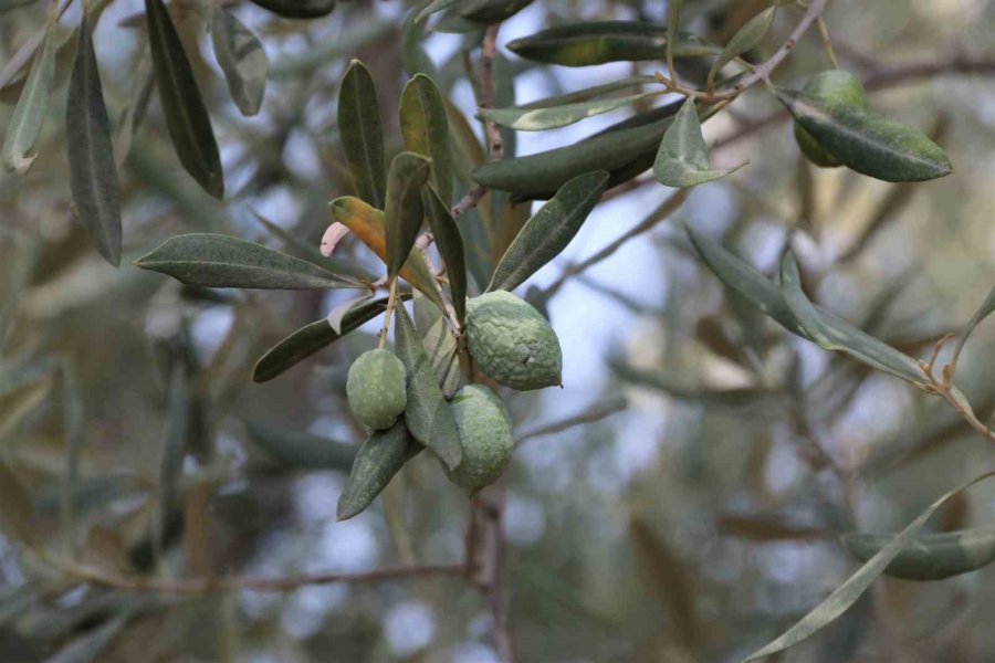 Çöl Sıcakları Zeytin Üretimini Vurdu, Yüzde 50 Kayıp Bekleniyor