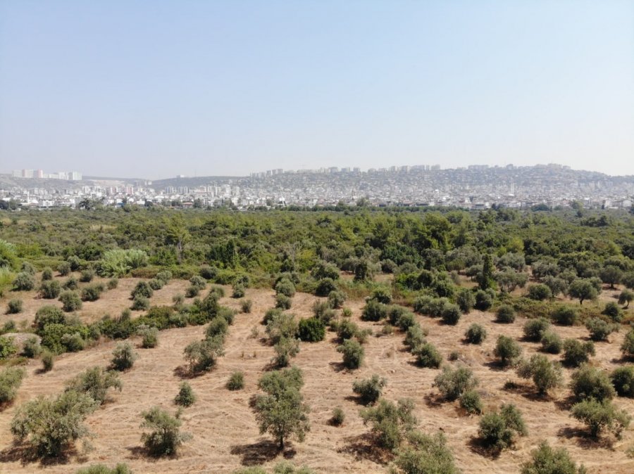 Çöl Sıcakları Zeytin Üretimini Vurdu, Yüzde 50 Kayıp Bekleniyor