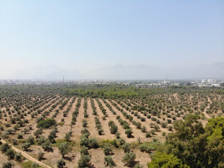 Çöl Sıcakları Zeytin Üretimini Vurdu, Yüzde 50 Kayıp Bekleniyor