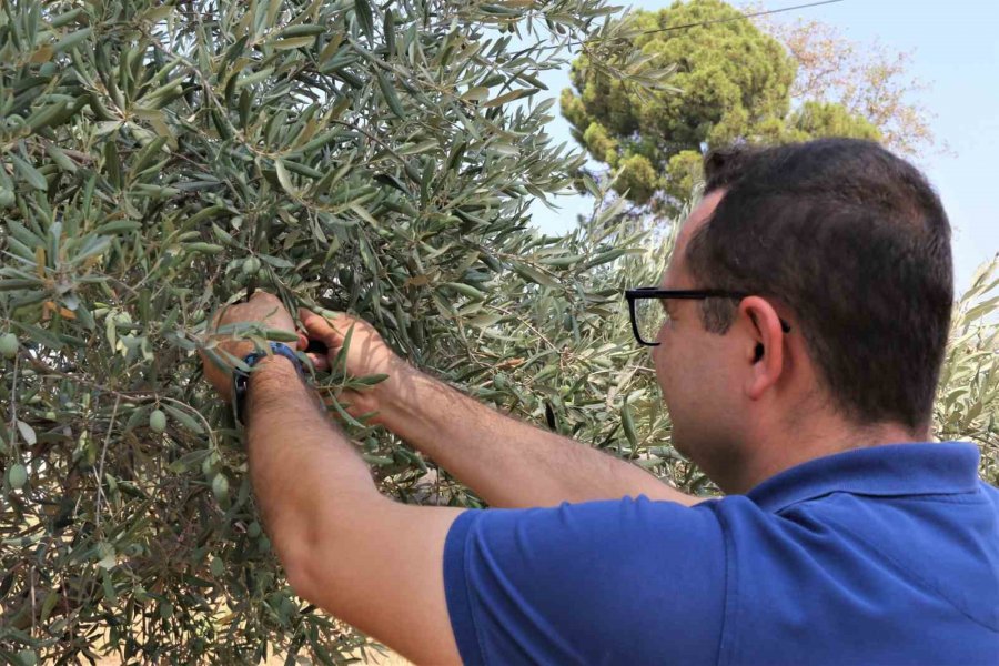 Çöl Sıcakları Zeytin Üretimini Vurdu, Yüzde 50 Kayıp Bekleniyor