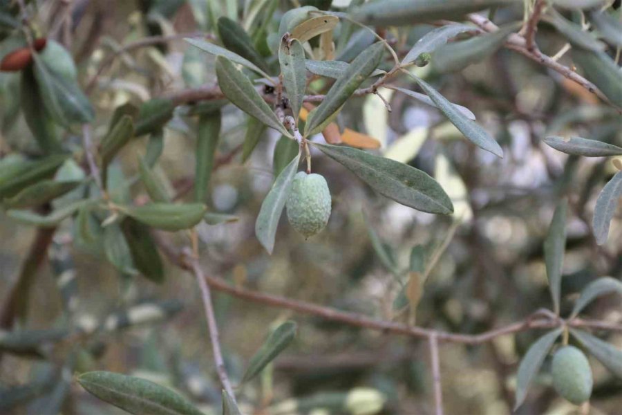 Çöl Sıcakları Zeytin Üretimini Vurdu, Yüzde 50 Kayıp Bekleniyor