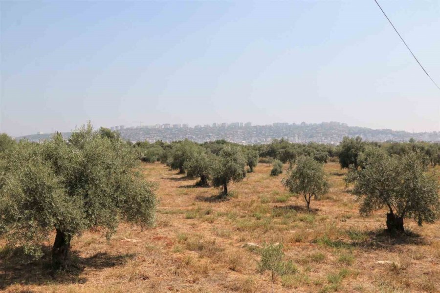 Çöl Sıcakları Zeytin Üretimini Vurdu, Yüzde 50 Kayıp Bekleniyor