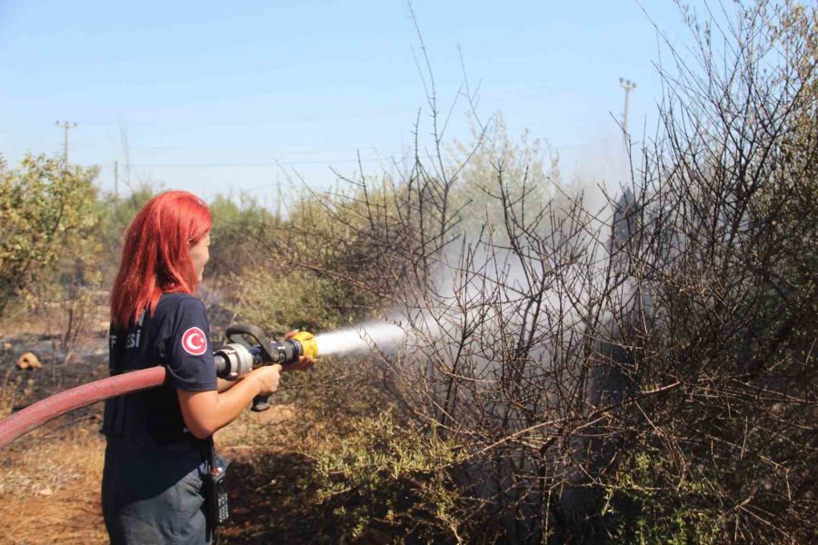 Ot Çalılık Yangınında Onlarca Zeytin Ağacı Küle Döndü