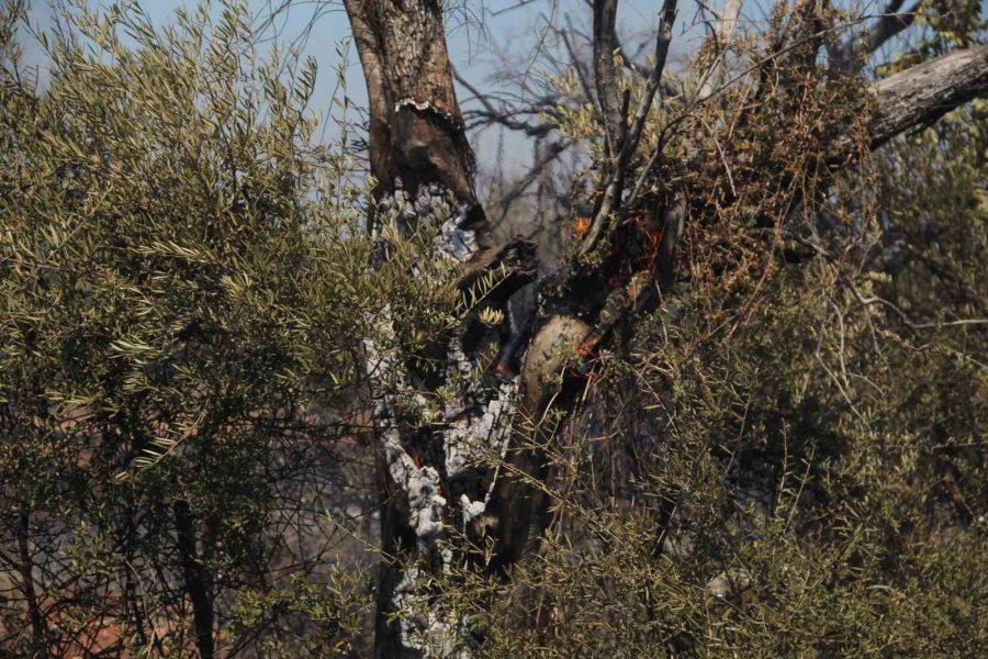 Ot Çalılık Yangınında Onlarca Zeytin Ağacı Küle Döndü