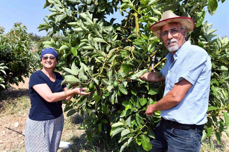 Mersin’de Avokado Fidanı Desteği Üreticilerin Yüzünü Güldürüyor