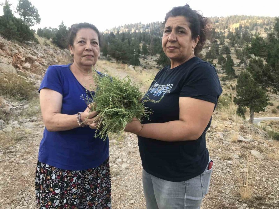 Toros Dağlarını Eteklerinden Özenle Kesilip Kökü Toprakta Bırakılıyor