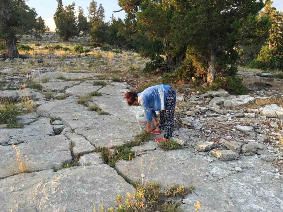 Toros Dağlarını Eteklerinden Özenle Kesilip Kökü Toprakta Bırakılıyor