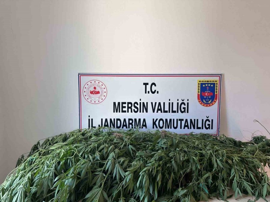 Mersin’de 327 Kök Kenevir Ele Geçirildi