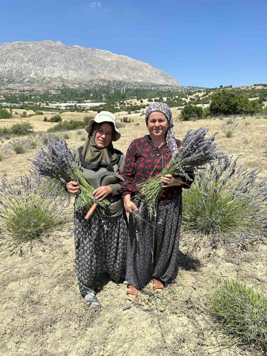 Lavanta Hasadı Yüzleri Güldürdü