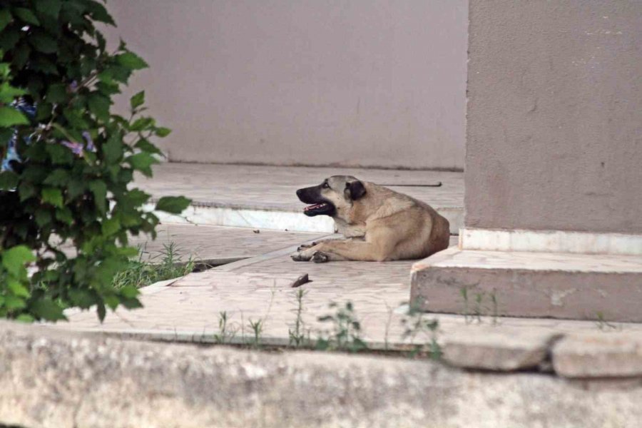 Dershaneye Giderken Köpeklerin Saldırdığı 12 Yaşındaki Çocuğu Esnaflar Kurtardı