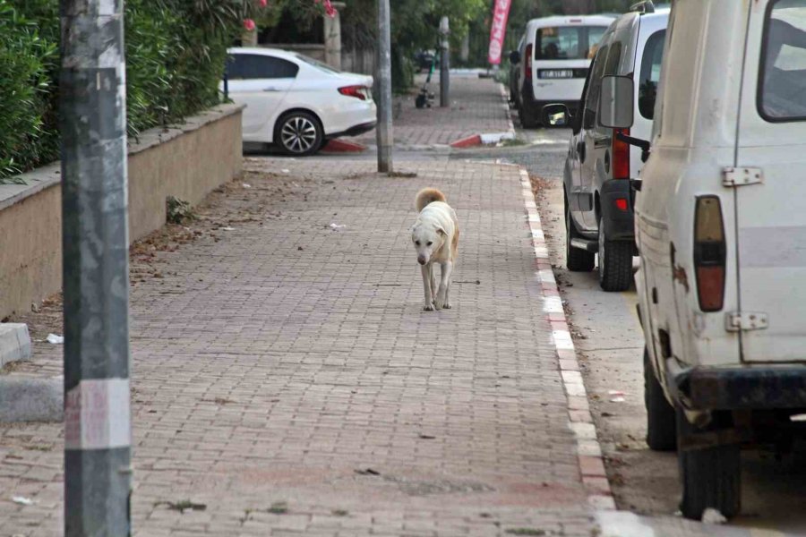 Dershaneye Giderken Köpeklerin Saldırdığı 12 Yaşındaki Çocuğu Esnaflar Kurtardı