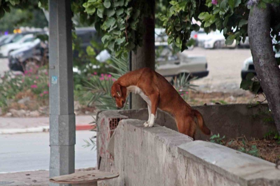 Dershaneye Giderken Köpeklerin Saldırdığı 12 Yaşındaki Çocuğu Esnaflar Kurtardı