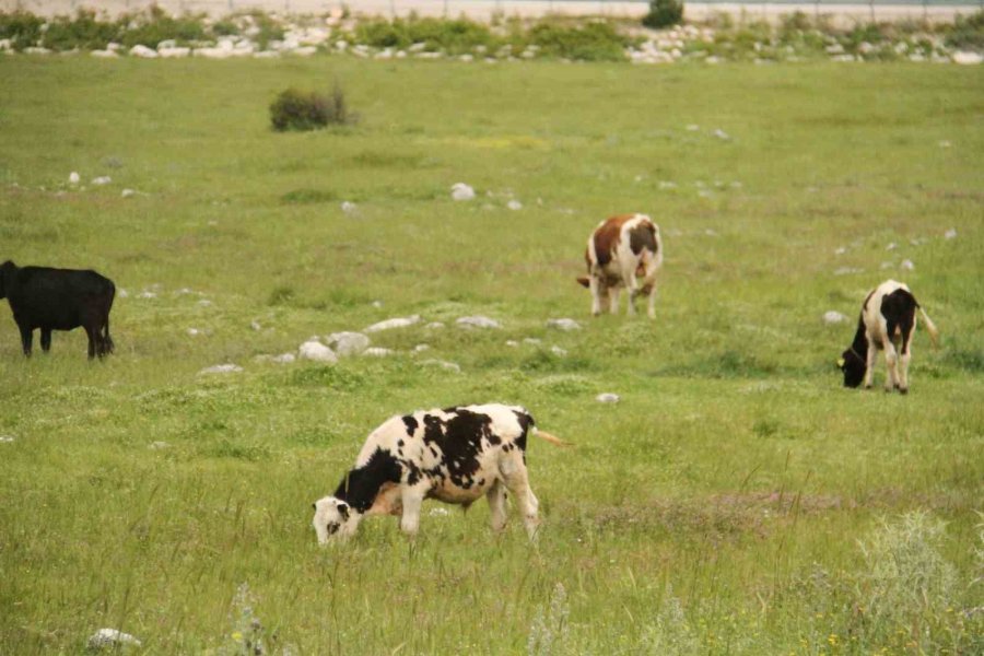 Beyşehir’deki Şap Karantinası Sona Erdi