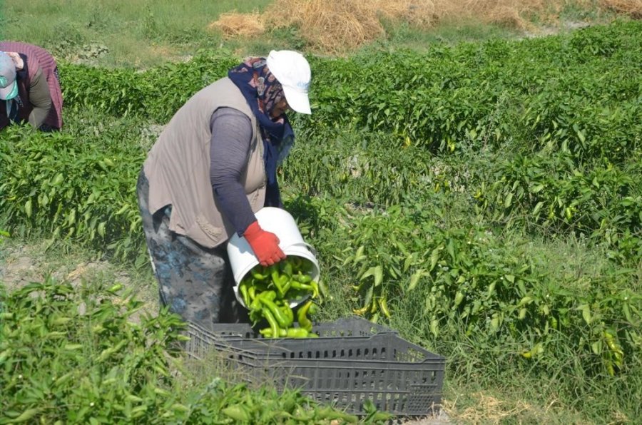 Adabağ’da Üretilen Organik Ürünler Tarladan Direkt Halka Ulaşıyor