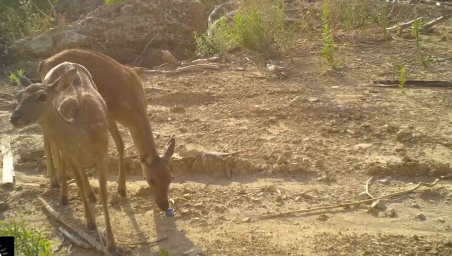 En Büyük Orman Yangınından Kaçmışlardı, Geri Dönüyorlar