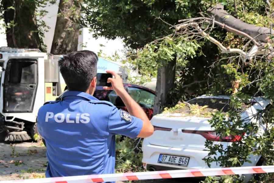 Asırlık Çınar Ağacının Kırılan Dalı 5 Araçta Hasara Yol Açtı