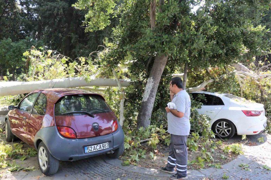 Asırlık Çınar Ağacının Kırılan Dalı 5 Araçta Hasara Yol Açtı