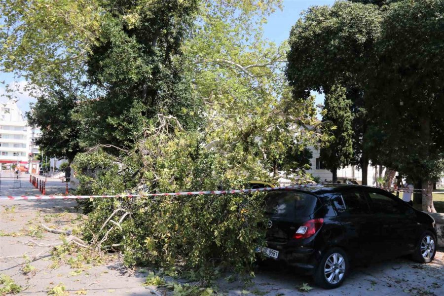 Asırlık Çınar Ağacının Kırılan Dalı 5 Araçta Hasara Yol Açtı