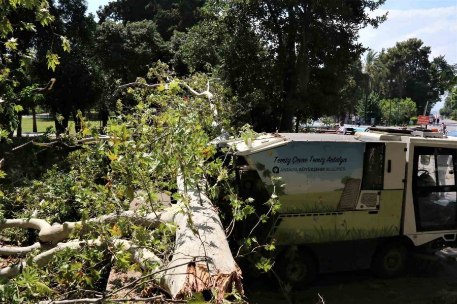 Asırlık Çınar Ağacının Kırılan Dalı 5 Araçta Hasara Yol Açtı