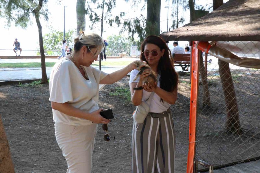 Kaleiçi’ndeki Kedi Ve Köpeklere İç-dış Parazit İlaçlaması