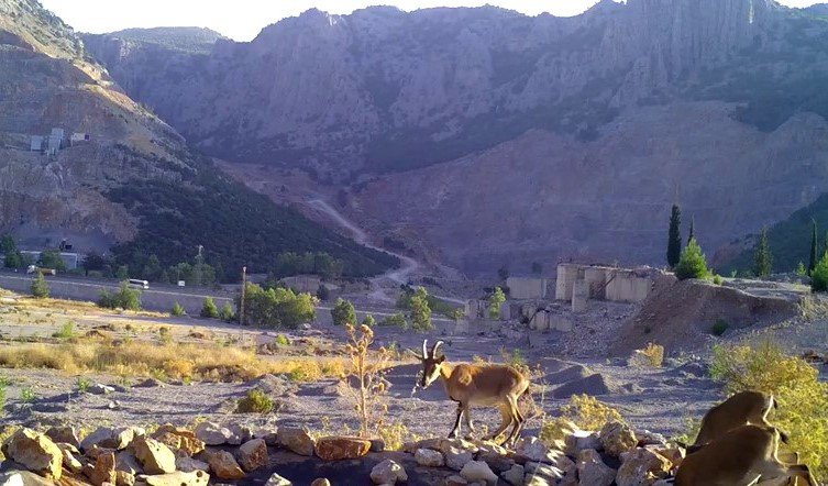 Ormancıların, Can Suyu Havuzları Yaban Hayatına Can Oluyor