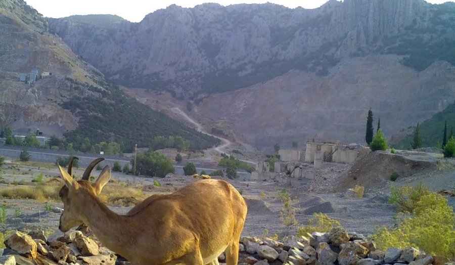 Ormancıların, Can Suyu Havuzları Yaban Hayatına Can Oluyor