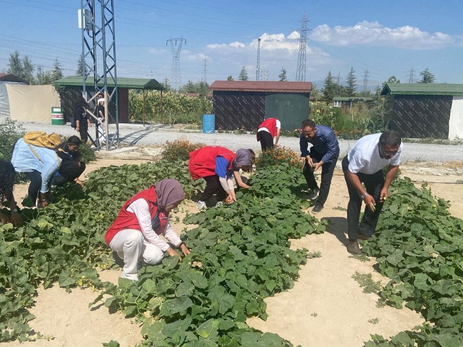 Gönüllü Öğrencilerin Yetiştirdiği Sebze Ve Meyveler İhtiyaç Sahiplerine Ulaştırıldı