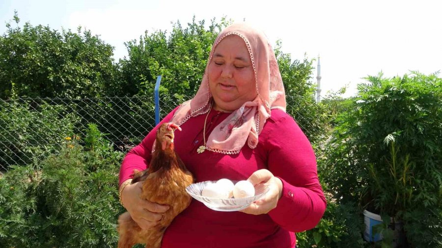 Yumurtanın Üzerinde Tavuğun Sahibinin İsim Ve Soy İsminin Baş Harflerinin Olduğu İddiası