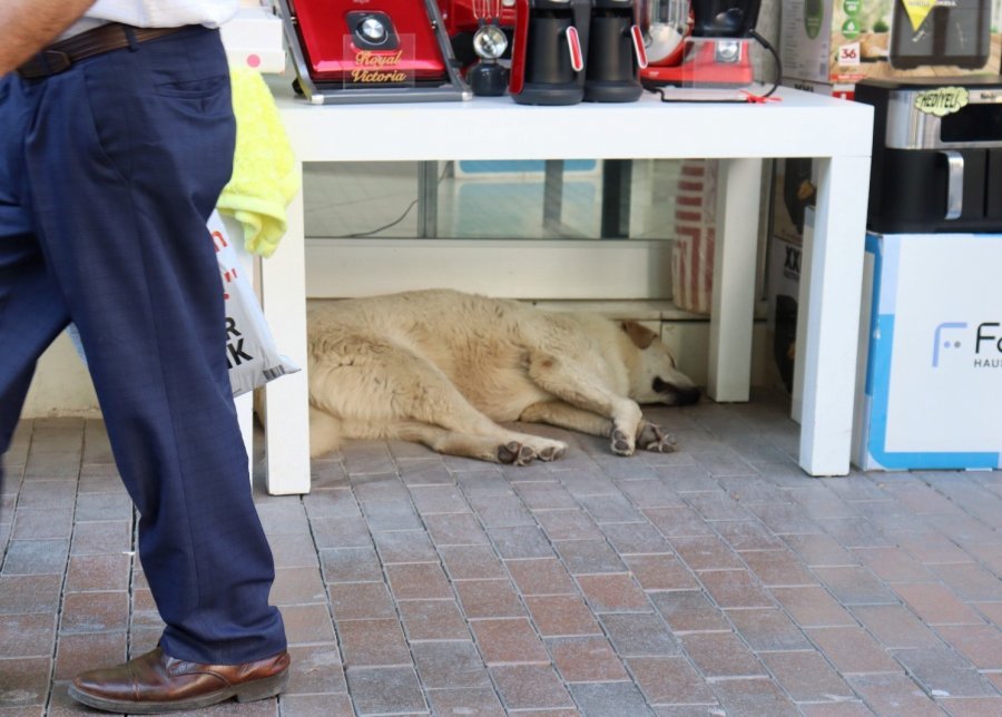 Sıcaktan Yorgun Düşen Sevimli Köpek Masa Altına Sığındı