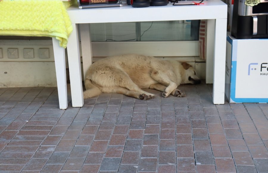 Sıcaktan Yorgun Düşen Sevimli Köpek Masa Altına Sığındı